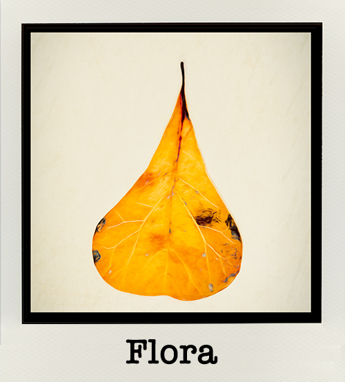 flora-gallery
