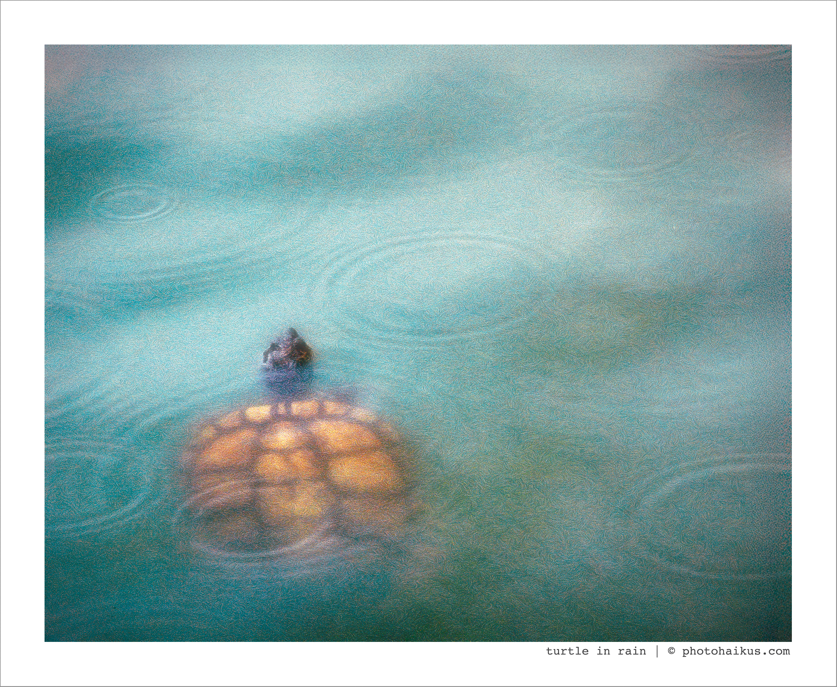 TURTLE IN RAIN