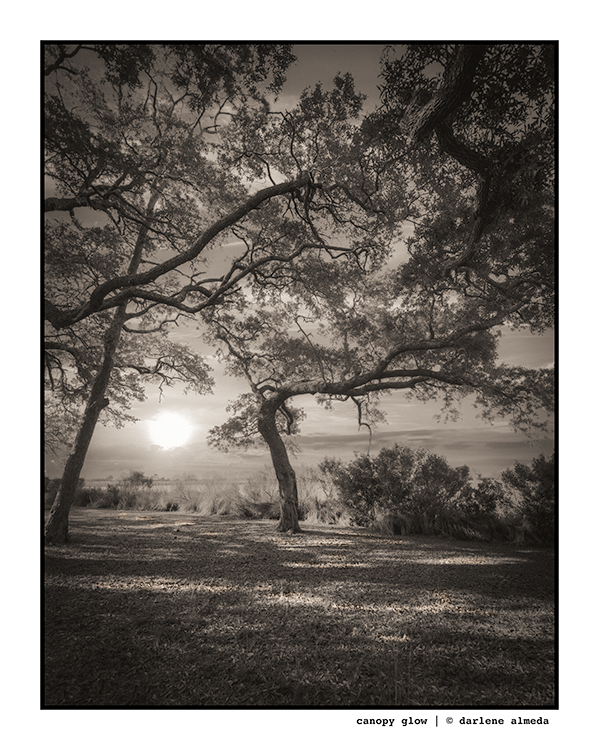 CANOPY GLOW