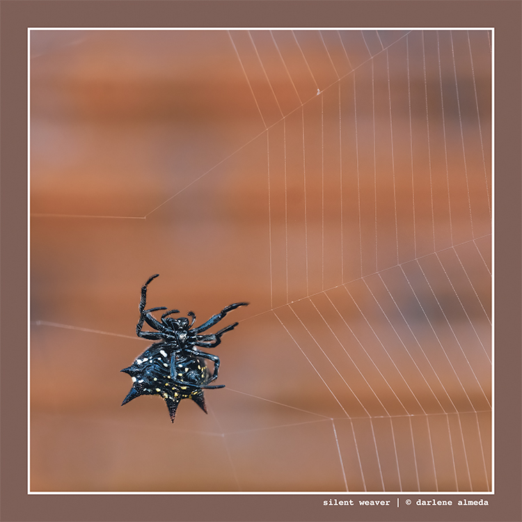 SILENT WEAVER
